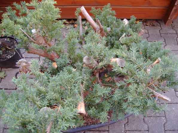 Eibev.o. vom 05.10.2005.jpg