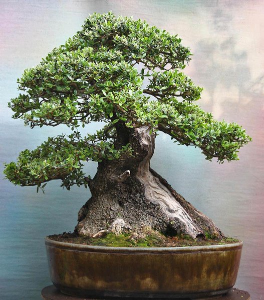 olea-heinz-01.jpg