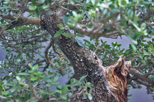 olea-heinz-02.jpg