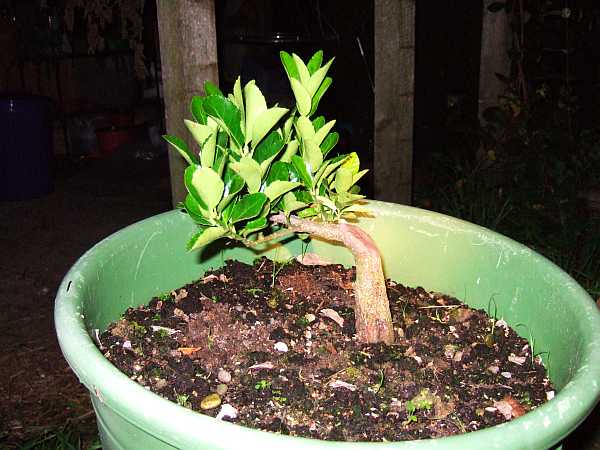 Waldfund01.jpg