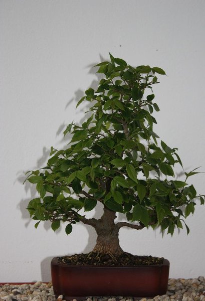 celtis 2012.jpg