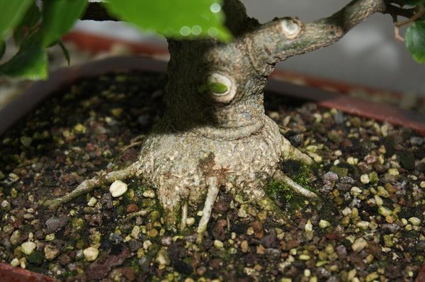 celtis 2012.jpg     3.jpg