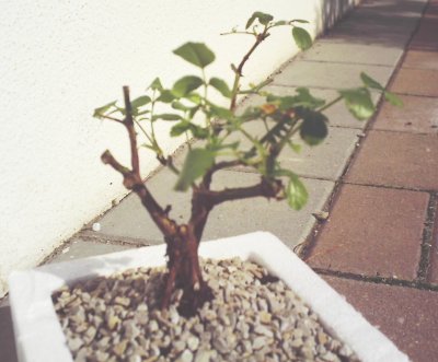 Eine Rose als Bonsai?
<br />Warum nicht, es ist ein Versuch wert!