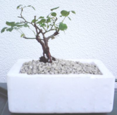 rose-bonsai2.jpg