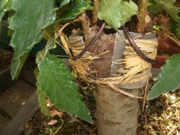 Zelkowe gesprengter (Kopf)verband.jpg