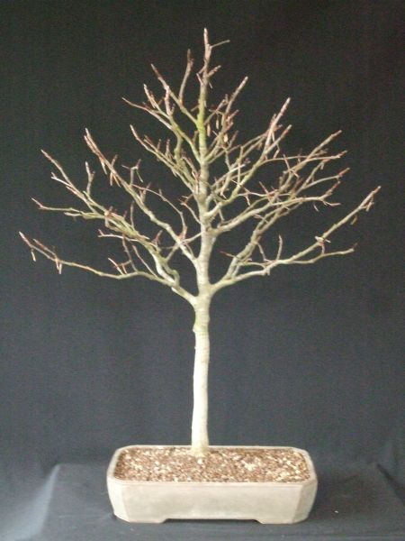 fagus klein März 11.jpg