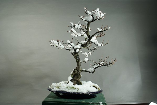 oel-herbert-01.jpg