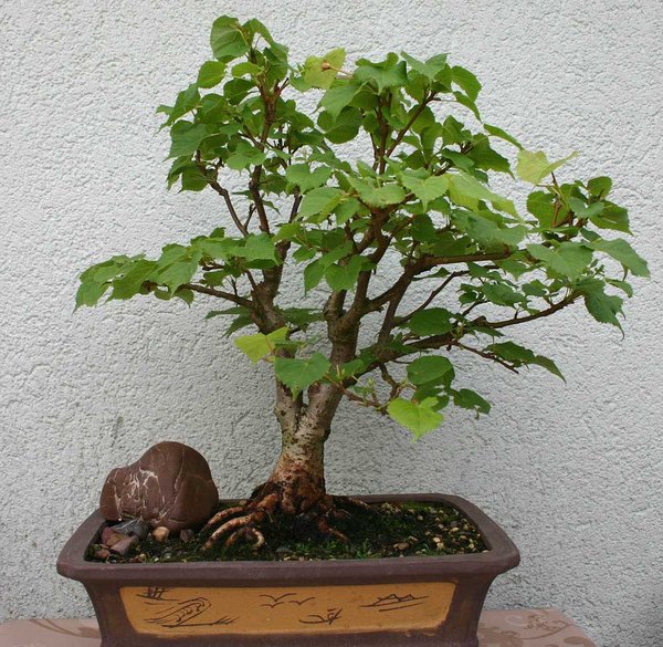 Tilia_Juli_2012.JPG