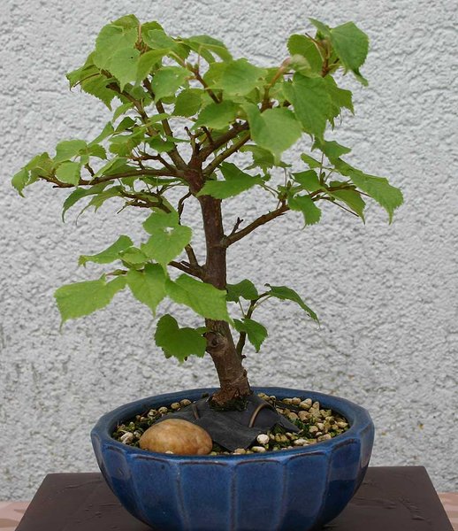 Tilia_Steckling_2012.JPG