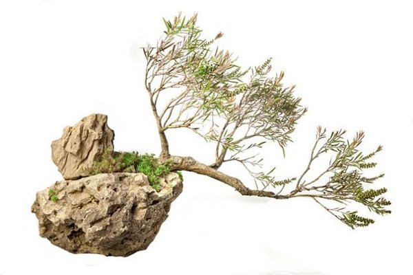 Callistemon citrunus (Fırça çalısı).jpg