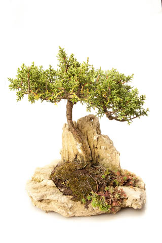 Cupressus sempervirens L. Adi Servi.jpg