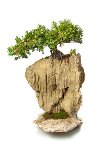 Juniperus chinensis-(bodur ardıç).jpg
