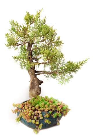 Juniperus Chinensis..jpg