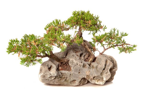 Juniperus chinensis...jpg