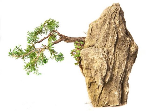 Juniperus communis supsp.nana (Bodur ardıç).jpg