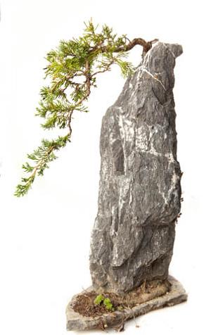 Juniperus communis supsp.nana (Bodur ardıç)...jpg