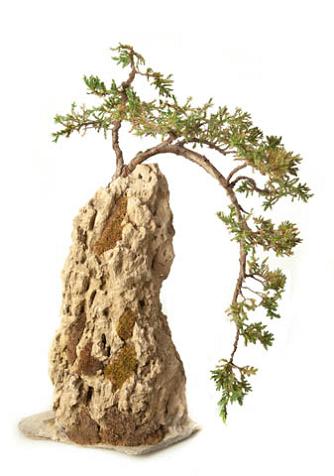 Juniperus hrizonalis (Yaygın ardıç).jpg