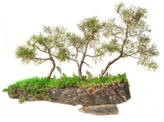 Juniperus hrizonalis (Yaygın ardıç)...jpg