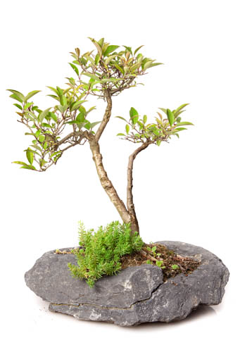 Ligustrum (Kurtbağrı).jpg