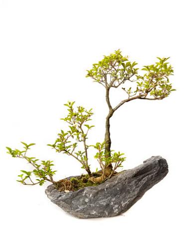 Ligustrum vulgare (Adi kurbağrı)-_.jpg