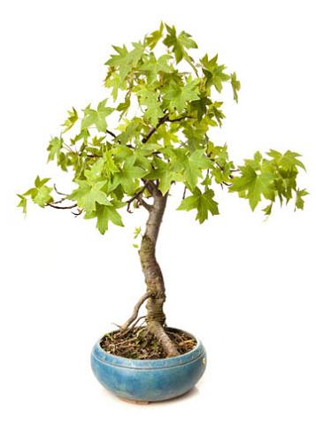 Liquidambar orientalis (Anadolu Sığla Agacı)..jpg