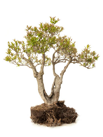 Punica granatum.jpg