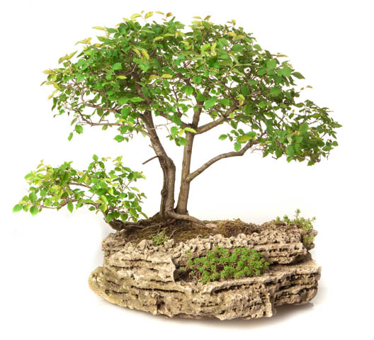 Ulmus minor2.jpg