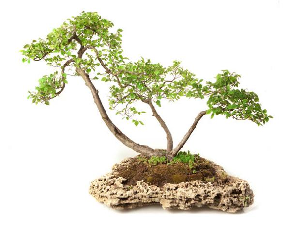 Ulmus minor3.jpg