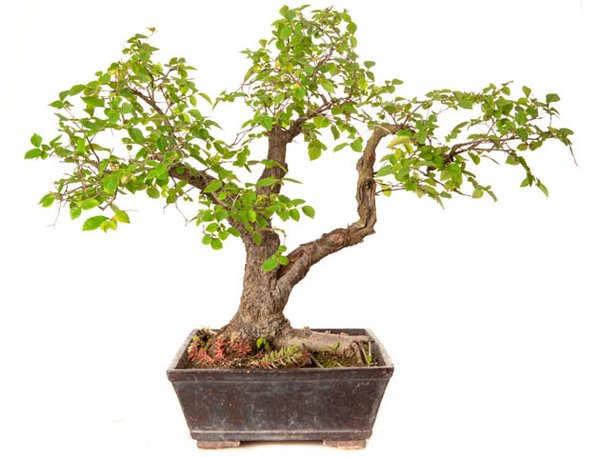 Ulmus minor8.jpg