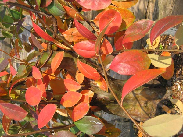 Detail