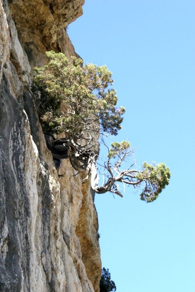 Juniperus_Phoenicea_50.jpeg