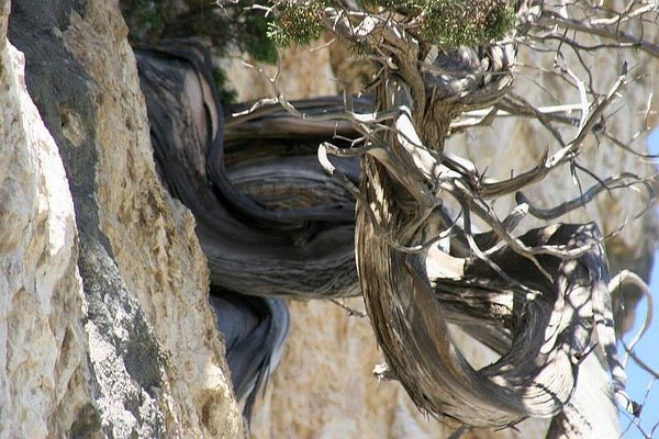 Juniperus_Phoenicea_52.jpg