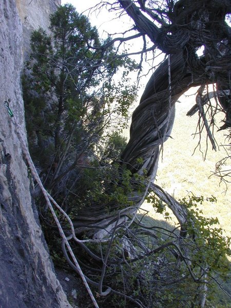 Juniperus_Phoenicea_15.jpg