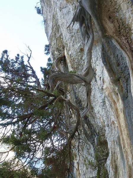 Juniperus_Phoenicea_38.JPG