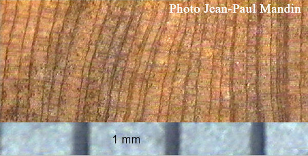 Juniperus_Phoenicea_87.jpg