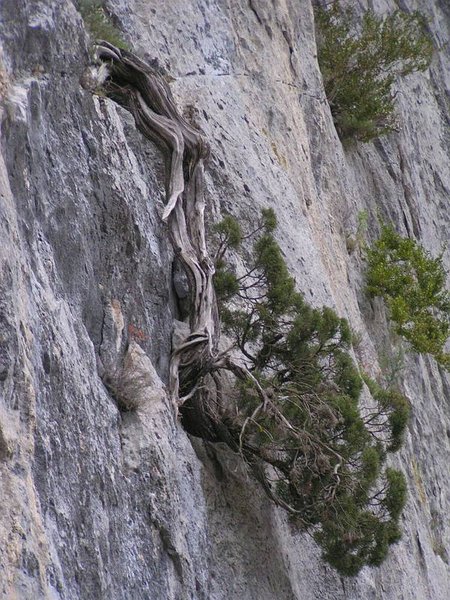 Juniperus_Phoenicea_22.JPG