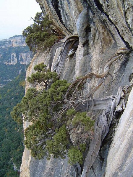 Juniperus_Phoenicea_26.jpg