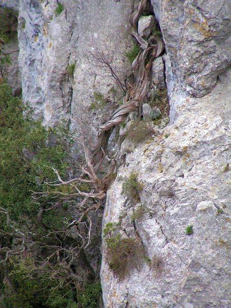 Juniperus_phoenicea_17.JPG