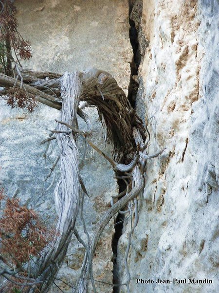 Juniperus_Phoenicea_88.jpg