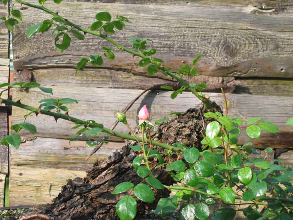 Die letzte Blüte ( damit auch die Zweifler sehen das es eine Rose ist)