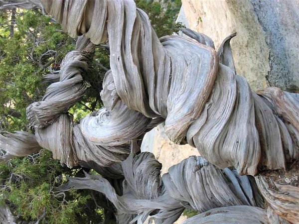 Juniperus_Phoenicea_65.jpg