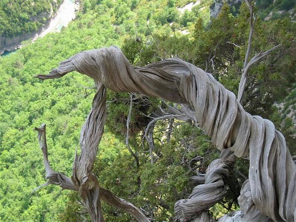 Juniperus_Phoenicea_66.jpg