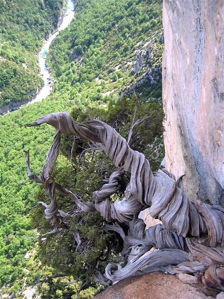 Juniperus_Phoenicea_67.jpg