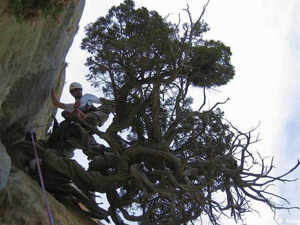 Juniperus_Phoenicea_71.jpg