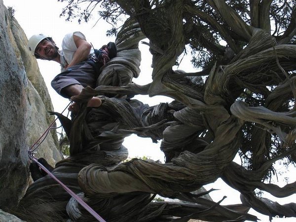 Juniperus_Phoenicea_72.jpg