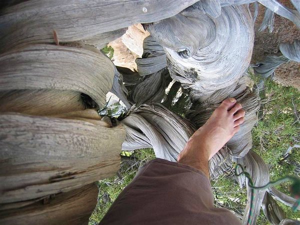Juniperus_Phoenicea_74.jpg