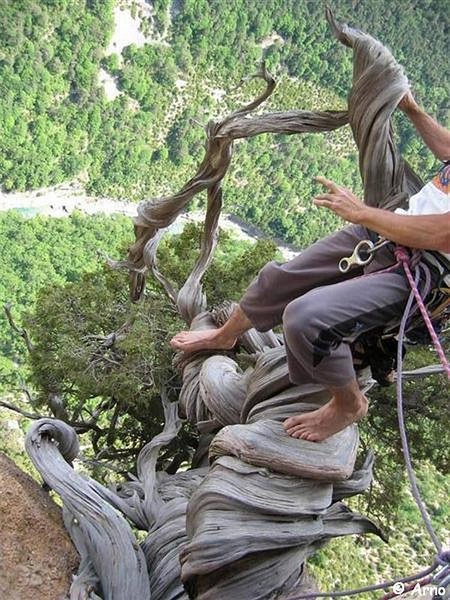 Juniperus_Phoenicea_76.jpg