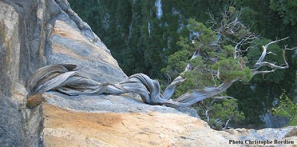 Juniperus_Phoenicea_90.jpg