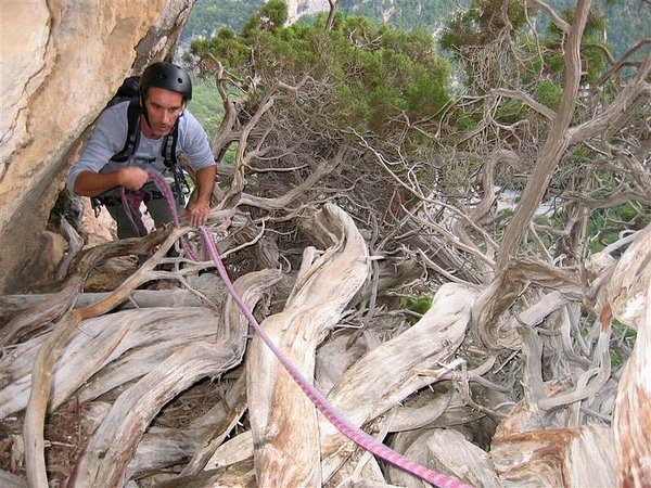 Juniperus_Phoenicea_60.jpg