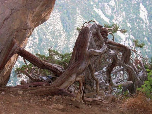 Juniperus_Phoenicea_58.jpg